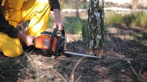 Best Tree Mulching  in Gainesboro, TN