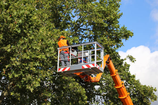 Best Tree Removal  in Gainesboro, TN