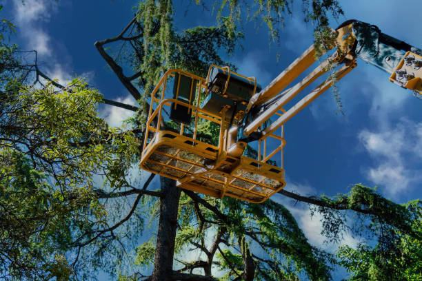 Best Tree Preservation Services  in Gainesboro, TN