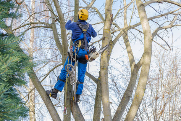 Best Hazardous Tree Removal  in Gainesboro, TN