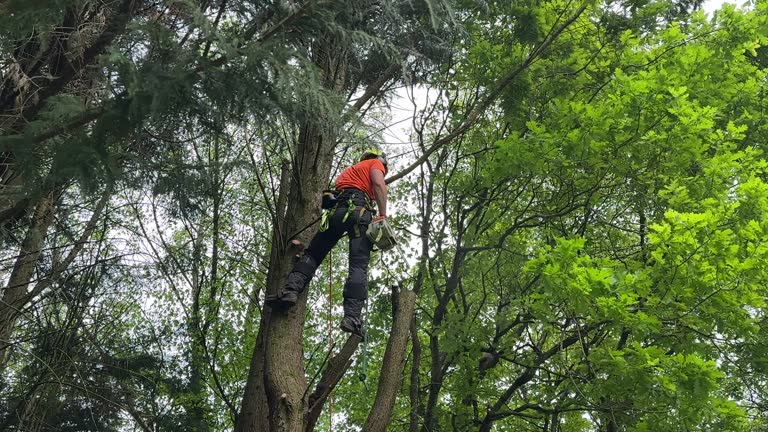 Best Hedge Trimming  in Gainesboro, TN