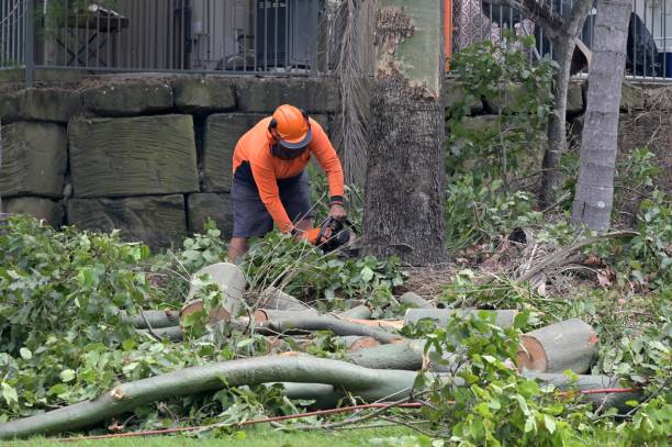 Best Emergency Tree Removal  in Gainesboro, TN